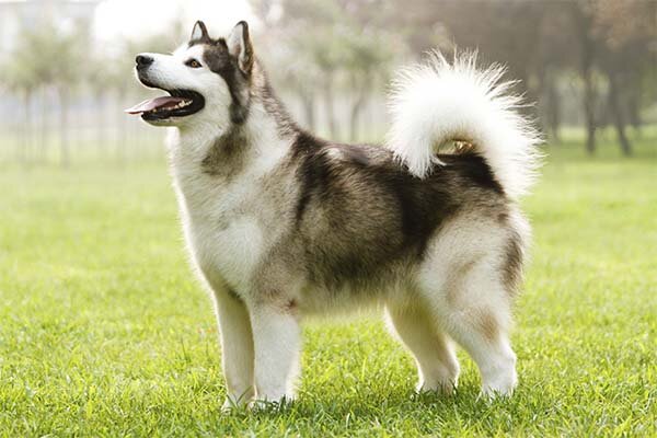 Alaskan Malamute, Male