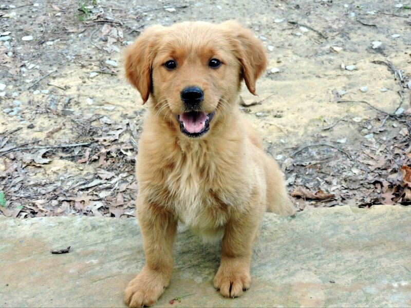 Golden Retriever, Male