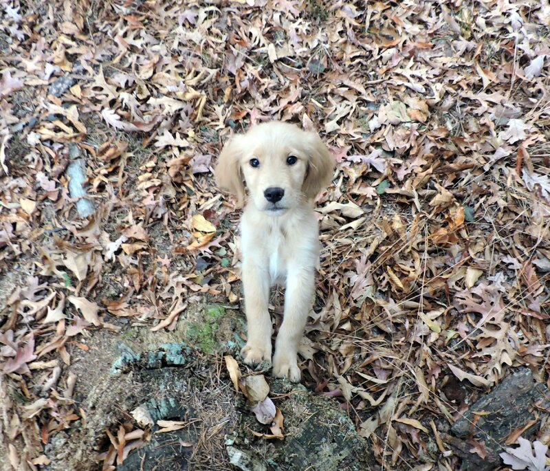 Golden Retriever, Male