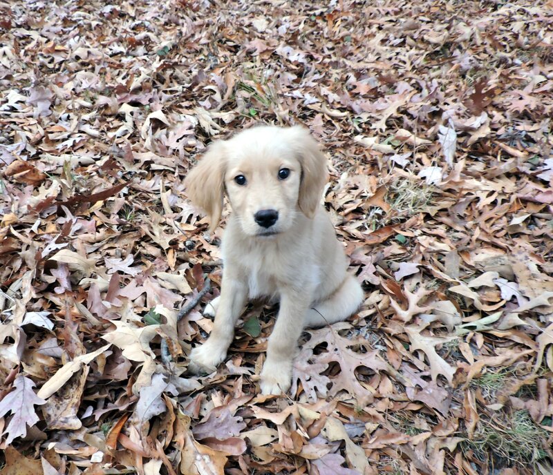 Golden Retriever, Male