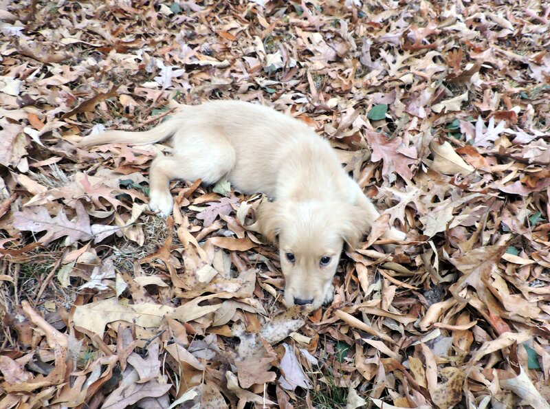 Golden Retriever, Male
