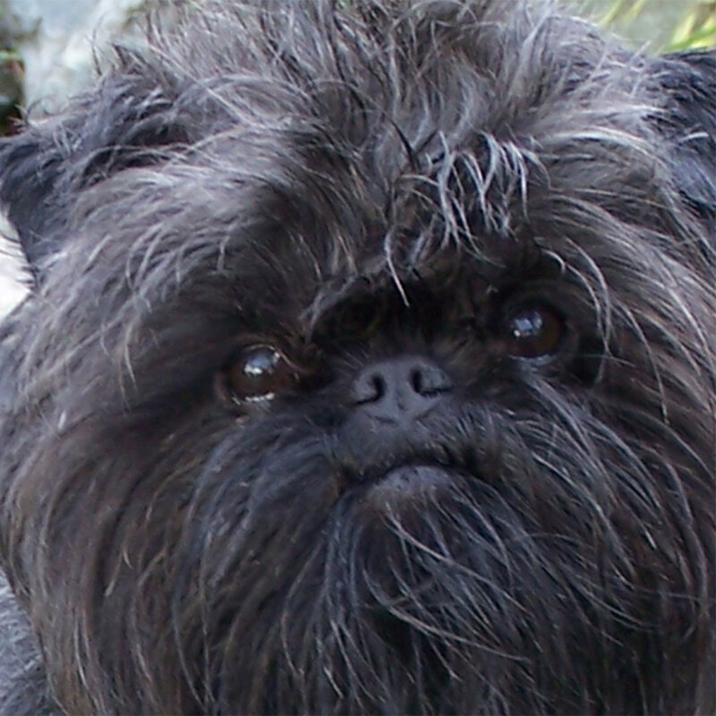 Pekingese, Male