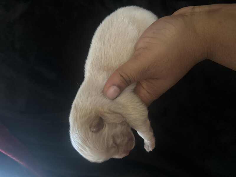 Chow Chow, Male