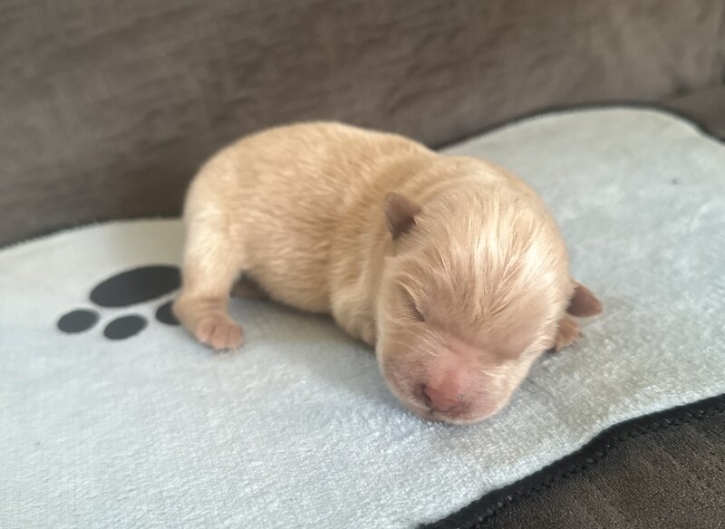 Chow Chow, Male