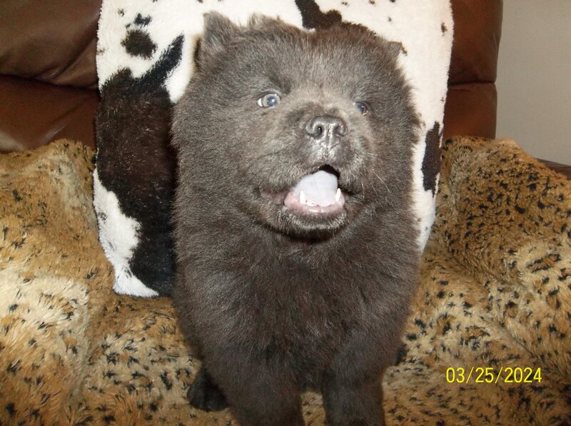 Chow Chow, Female