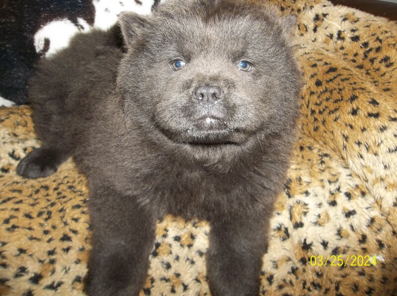 Chow Chow, Female
