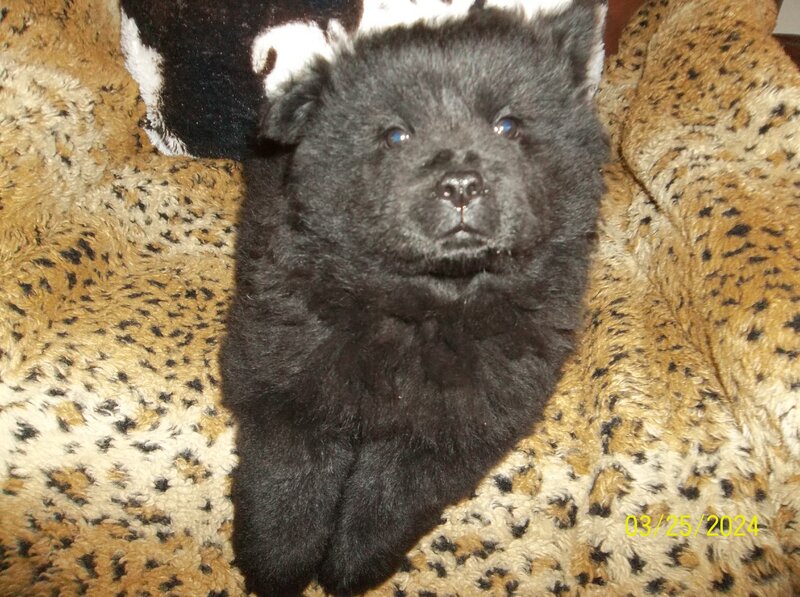 Chow Chow, Female