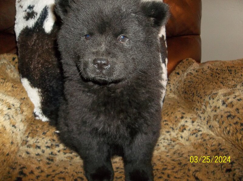 Chow Chow, Female