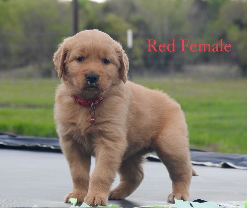 Golden Retriever, Female