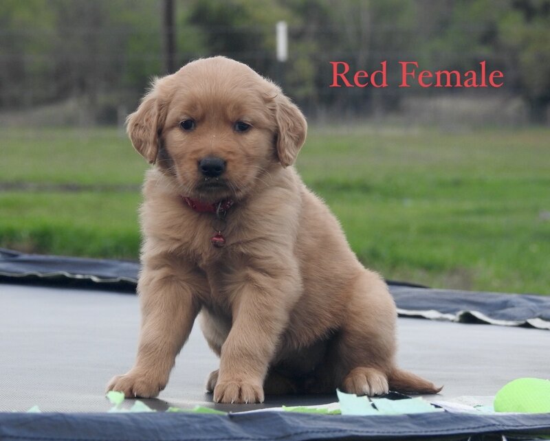 Golden Retriever, Female