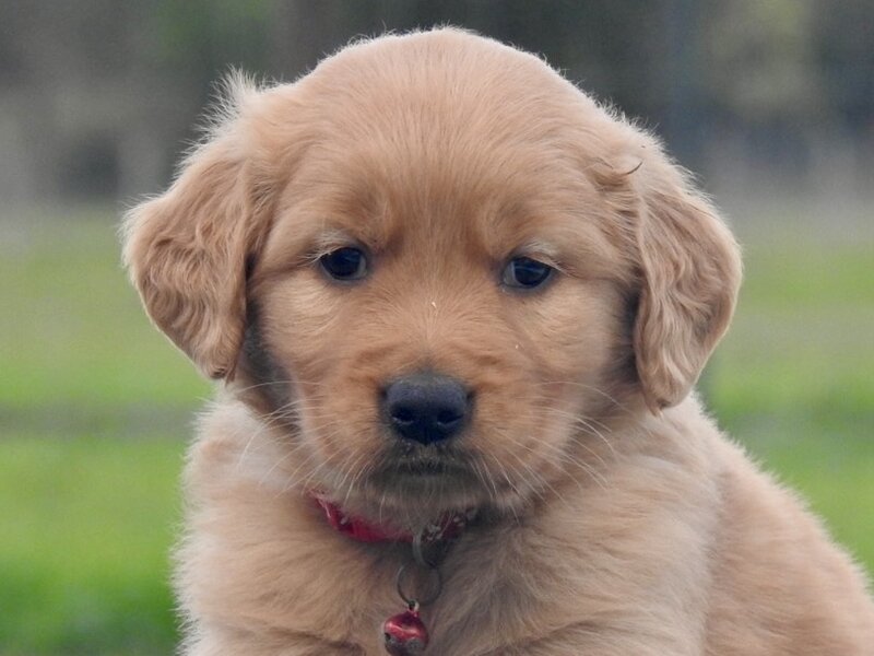 Golden Retriever, Female