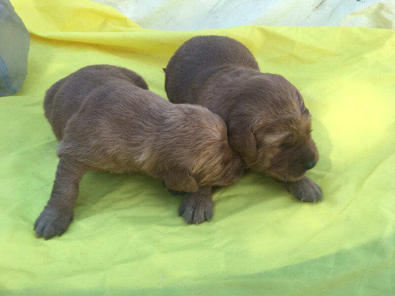 Golden Retriever, Male