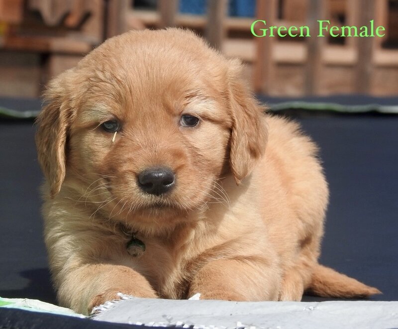 Golden Retriever, Female
