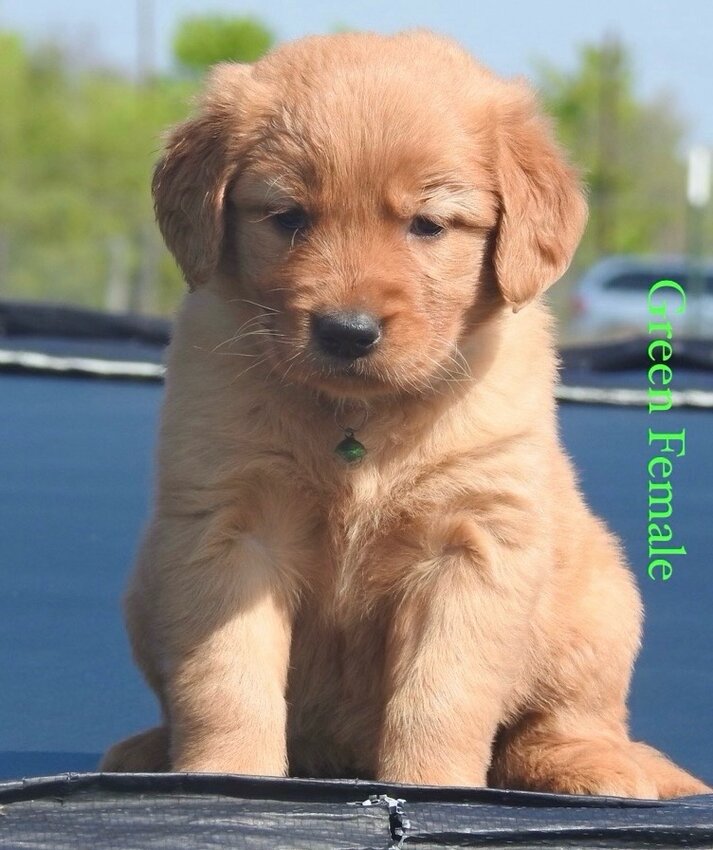 Golden Retriever, Female