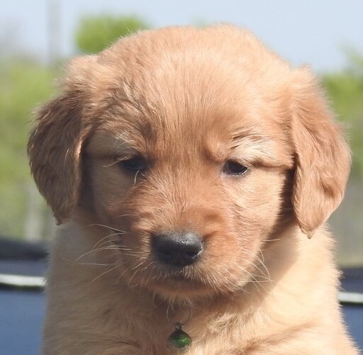 Golden Retriever, Female
