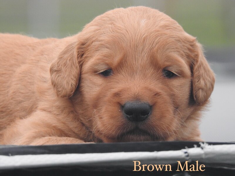 Golden Retriever, Male