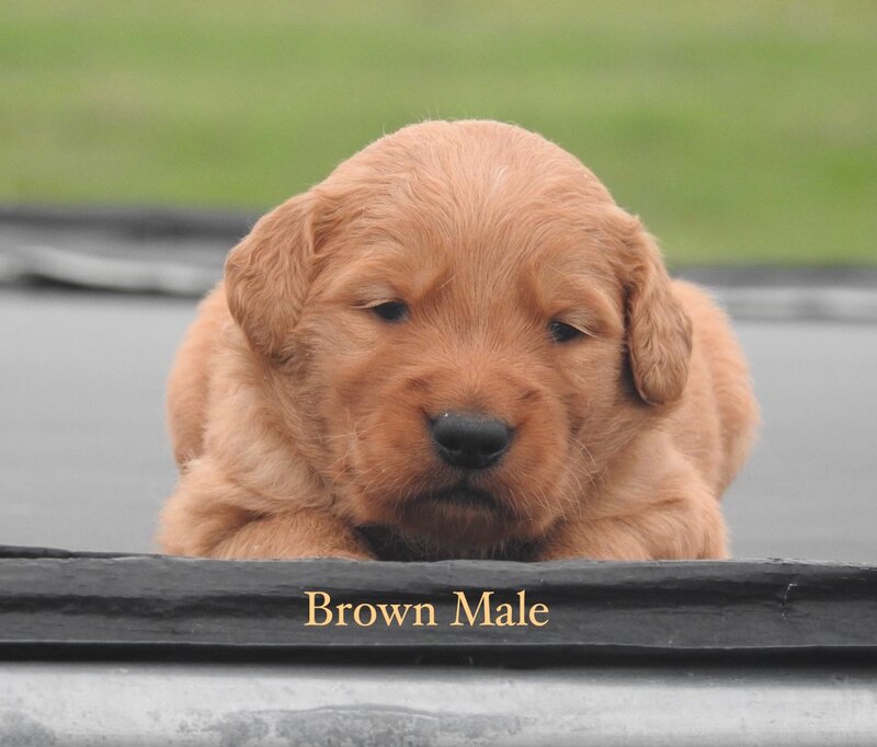 Golden Retriever, Male