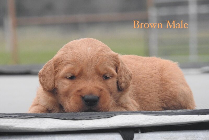 Golden Retriever, Male