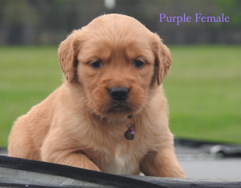 Golden Retriever, Female