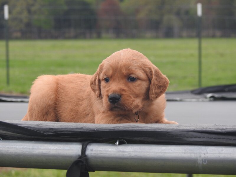 Golden Retriever, Female