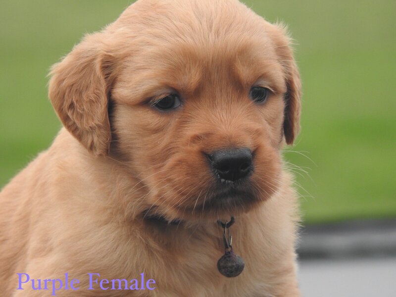 Golden Retriever, Female