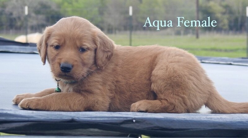Golden Retriever, Female