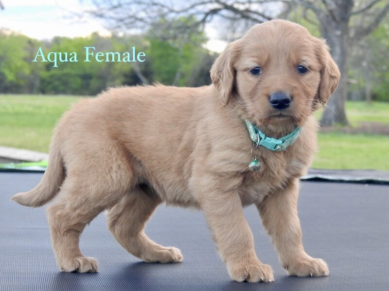 Golden Retriever, Female