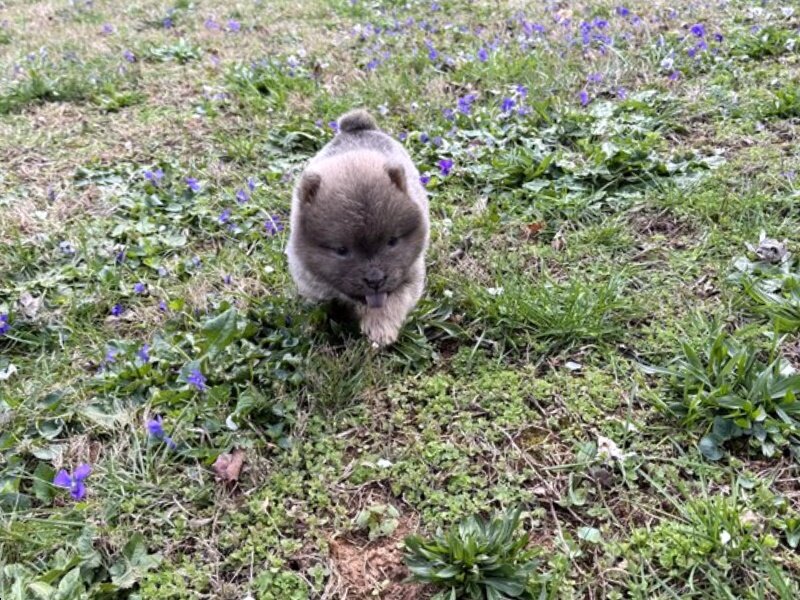 Chow Chow, Female