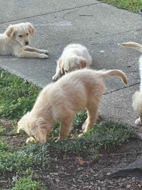 Golden Retriever, Male