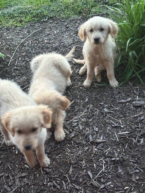 Golden Retriever, Male
