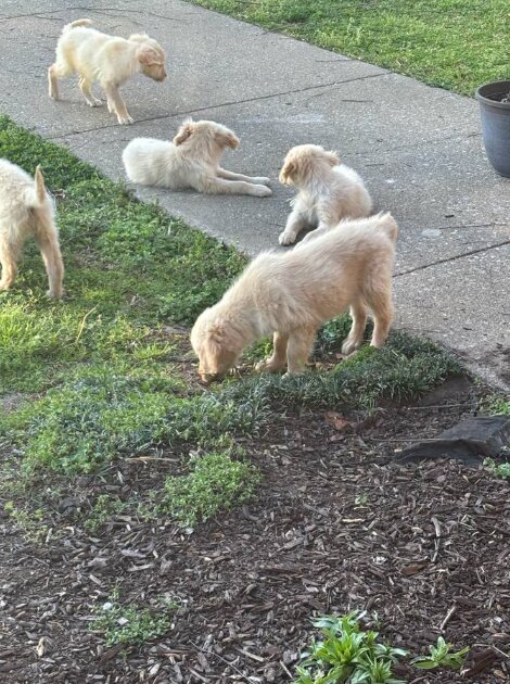 Golden Retriever, Male