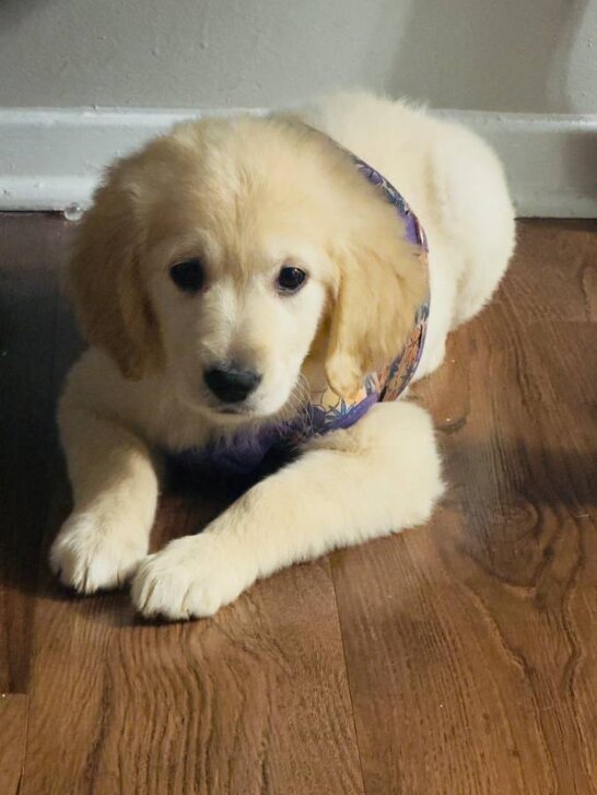 Golden Retriever, Female