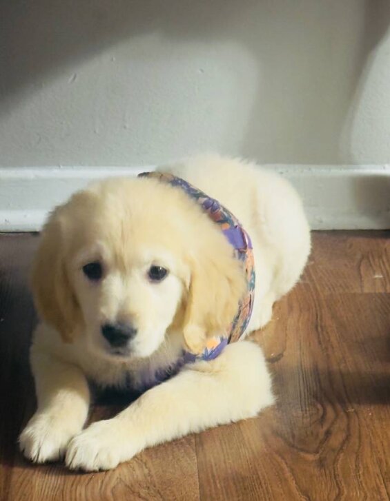Golden Retriever, Female