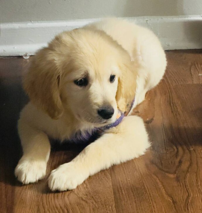 Golden Retriever, Female