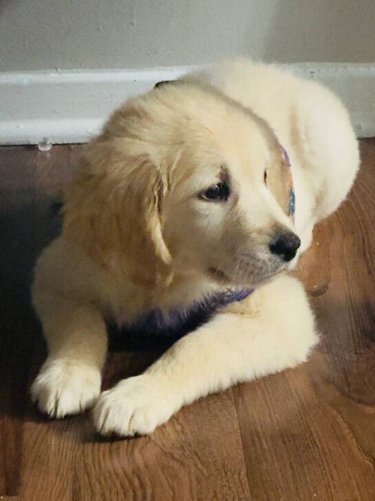 Golden Retriever, Female