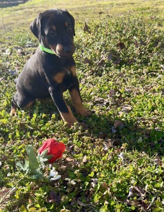 Dobermann, Female