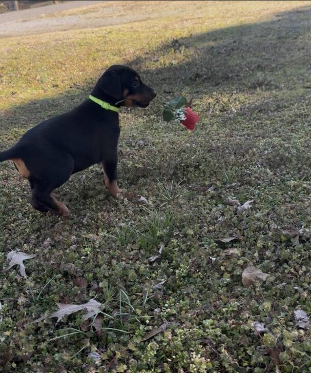 Dobermann, Female