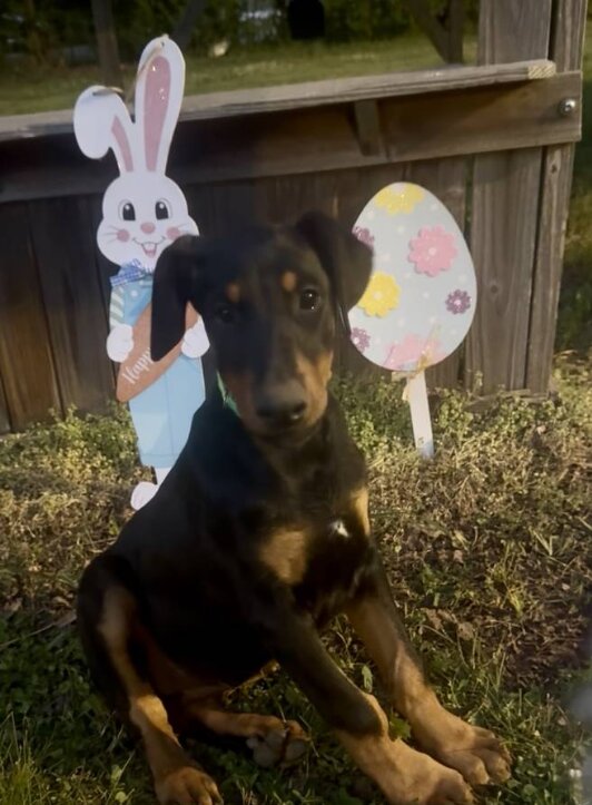 Dobermann, Female