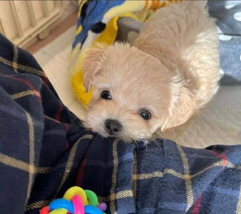 Maltipoo, Male
