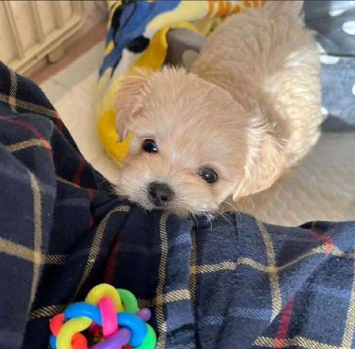 Maltipoo, Male