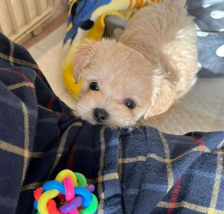 Maltipoo, Male