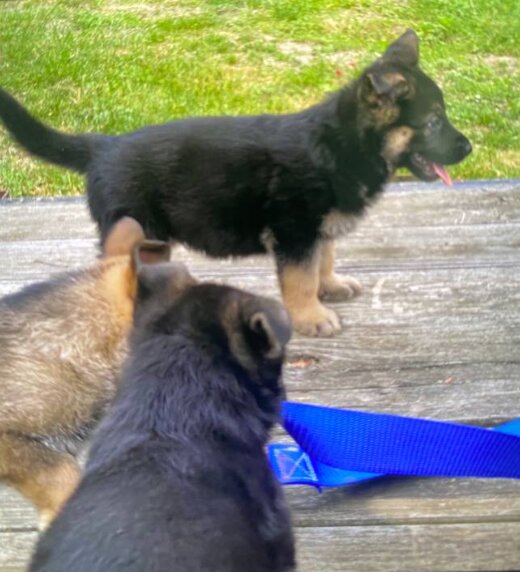 Doberman Pinscher, Male