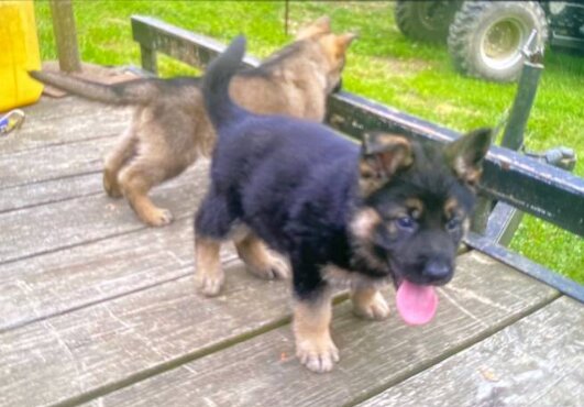 Doberman Pinscher, Male