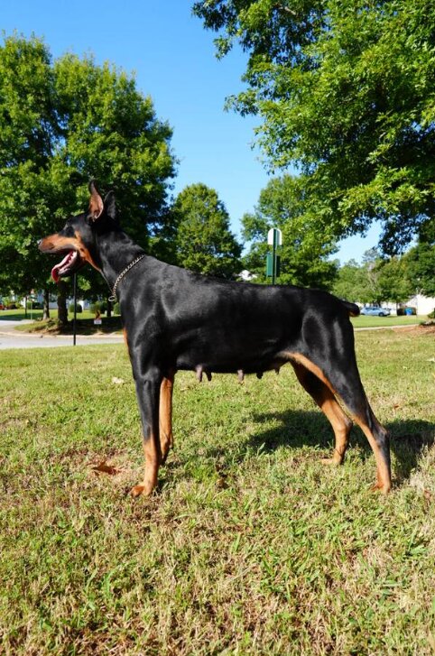 Doberman Pinscher, Male