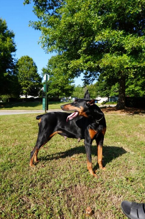 Doberman Pinscher, Male