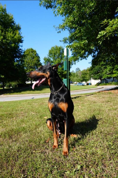 Doberman Pinscher, Male