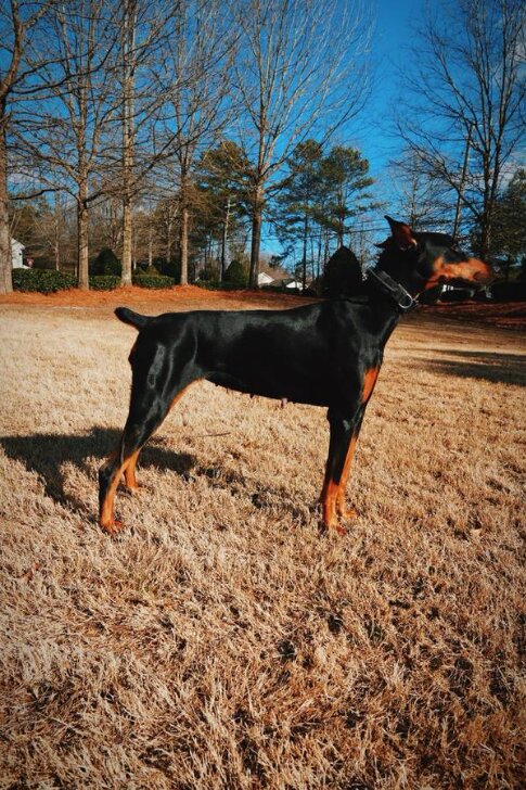 Doberman Pinscher, Male