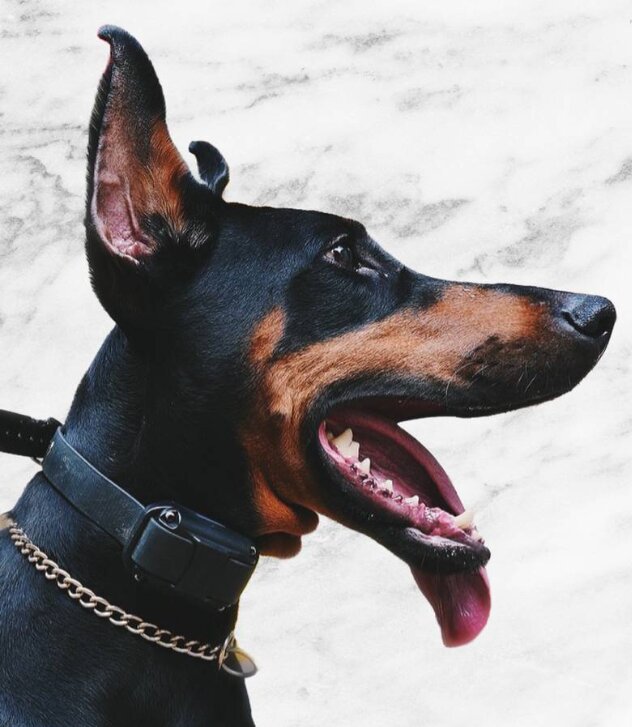 Doberman Pinscher, Male