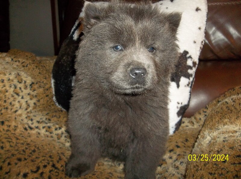 Chow Chow, Female