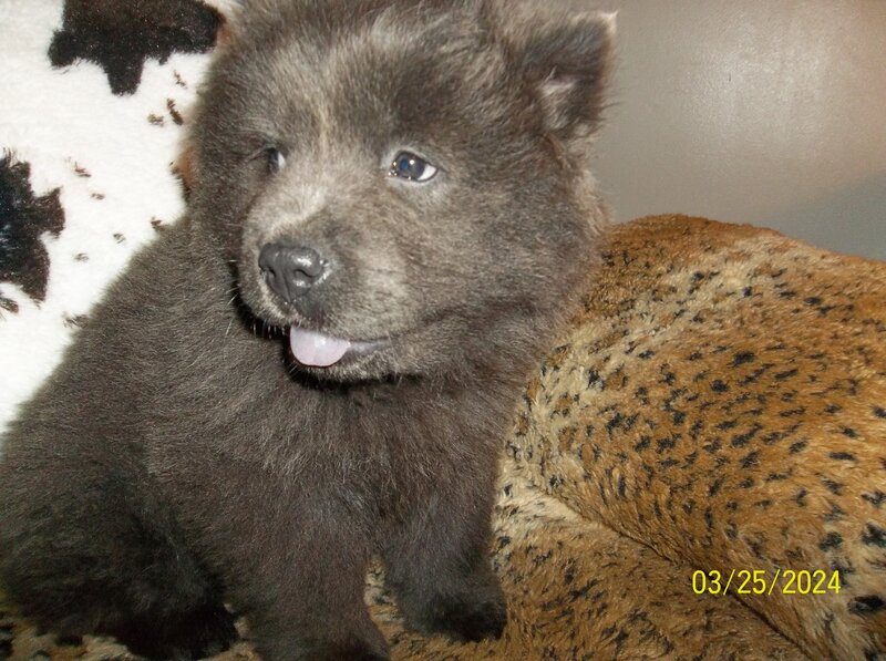 Chow Chow, Female